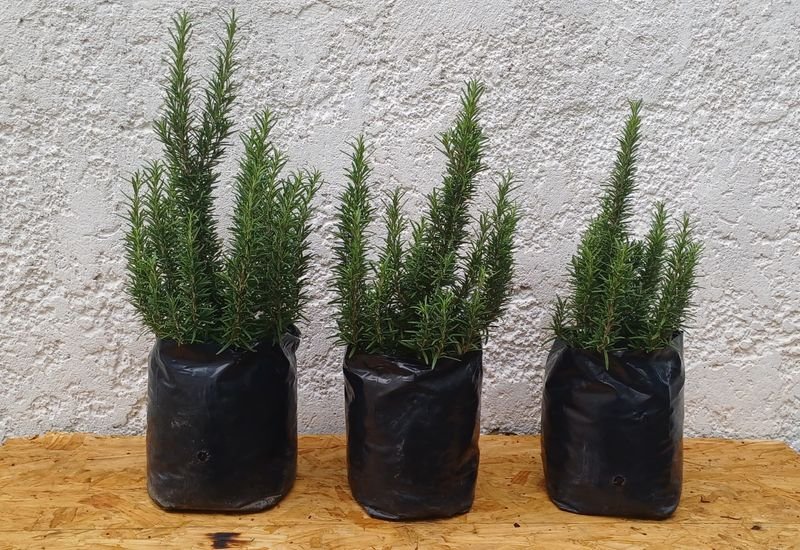 Item 929872 - Image 0