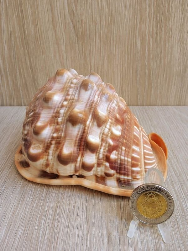 Item 884180 - Image 0