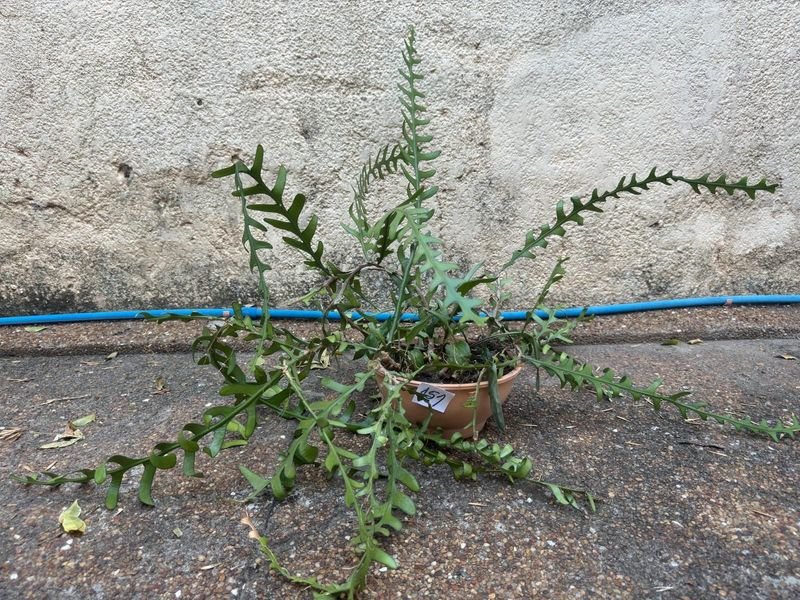 Item 892407 - Image 0