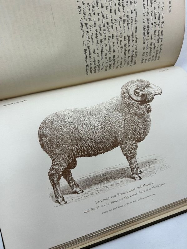 Libro técnico sobre ganadería de ovejas, 1892, Paul Parey, Berlín - imagen 7