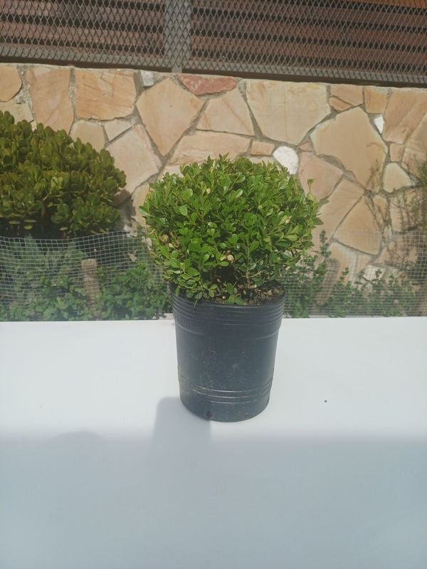 Item 929915 - Image 0