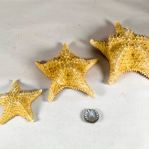 Lote siguiente: Tres Estrellas de Mar y una Coquilla Decorativa