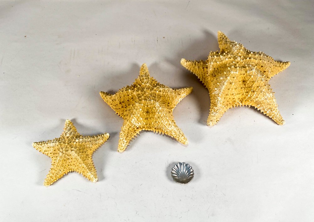Tres Estrellas de Mar y una Coquilla Decorativa
