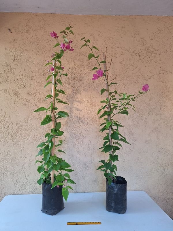 Item 870083 - Image 4