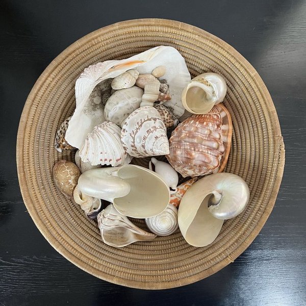 Conjunto de conchas y estrellas de mar - imagen 2