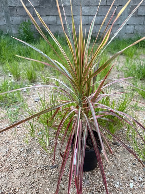 Planta colorida en maceta