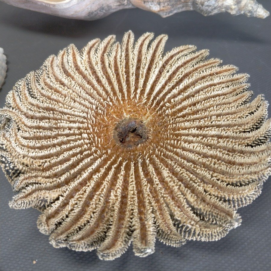 Item 15836 - Image 4