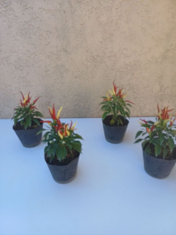 Item 929899 - Image 0