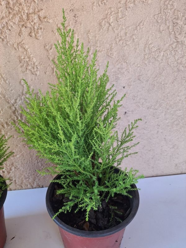 Item 870175 - Image 1