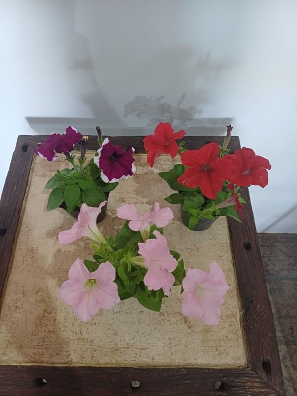 Item 852635 - Image 5