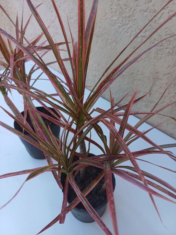 Item 875733 - Image 4