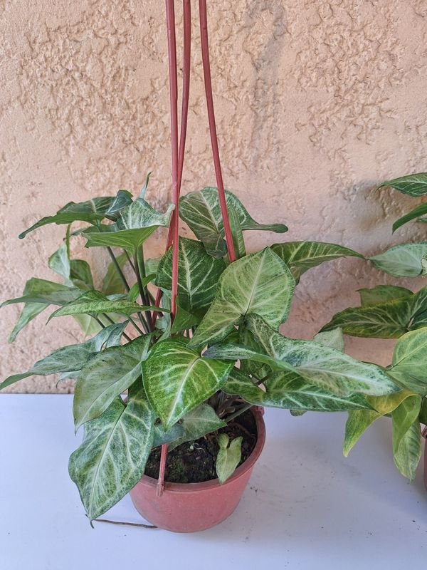 Item 870216 - Image 0