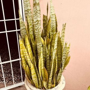 Planta Lengua de Suegra en Maceta Antigua de Hormigón - imagen 2