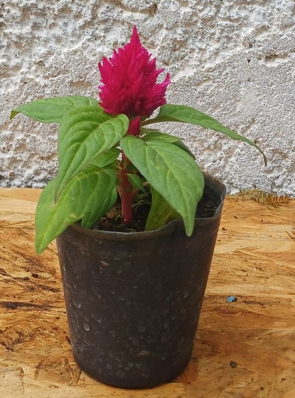 Item 929726 - Image 4