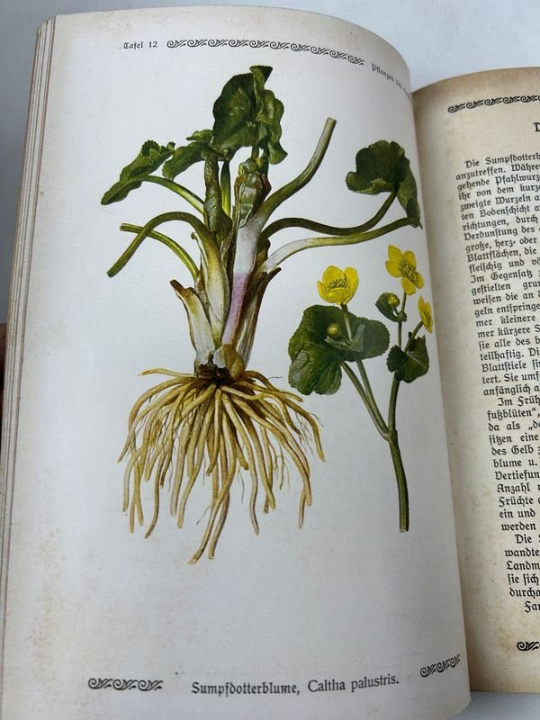 Libros de Botánica: Curso General Aplicado y Flora de la Patria - imagen 11