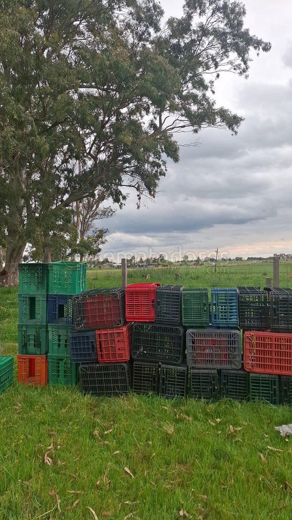 Lote de Cajas Plásticas Apilables de Colores