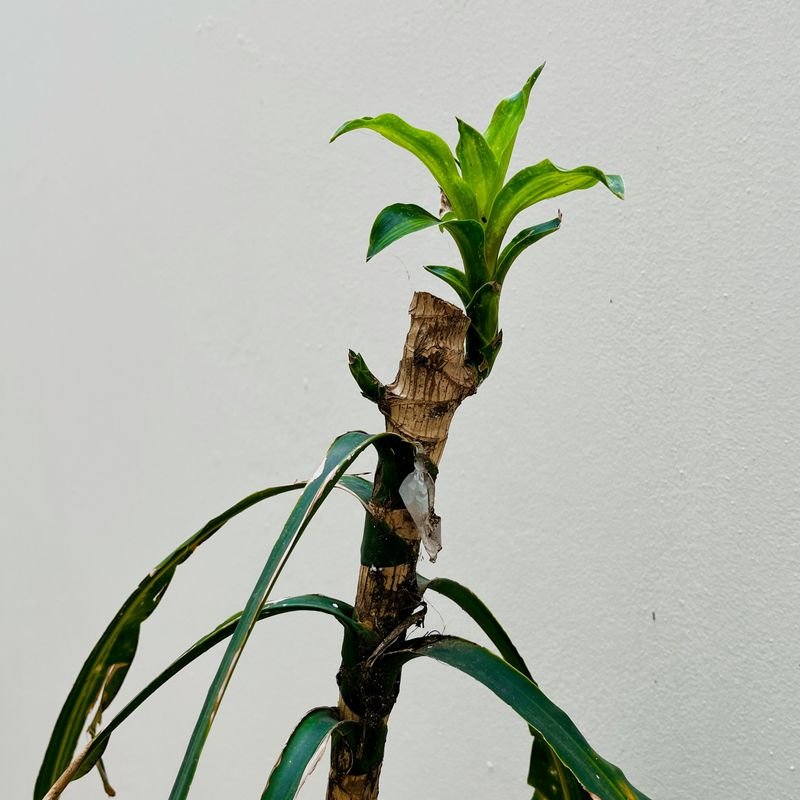Planta Palo de Agua o Tronco de Brasil, 160cm de Altura