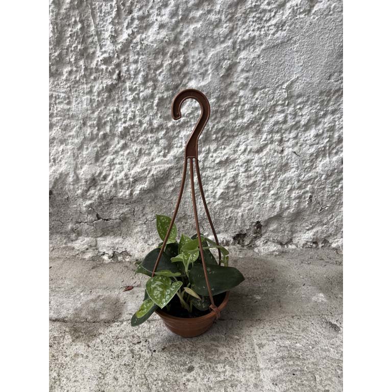 Item 2113590 - Image 0