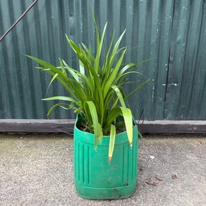 Lote anterior: Planta en Maceta Verde
