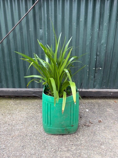 Planta en Maceta Verde