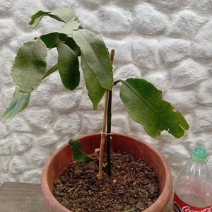 Planta Epiphyllum "Ilusión de Novia" en Maceta con Botella de 2 Litros - imagen 4