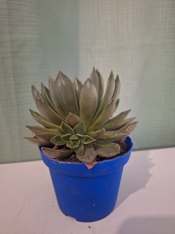 Item 848681 - Image 6