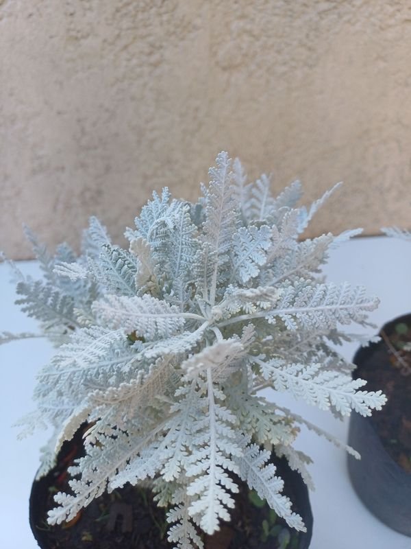 Item 894165 - Image 3