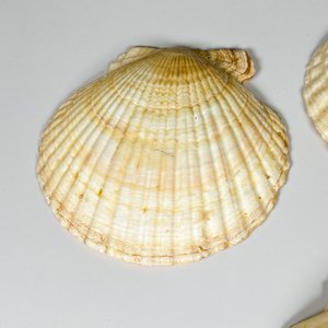 Siete coquillas grandes - imagen 5