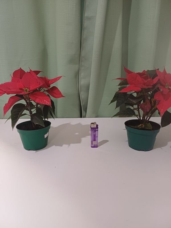 Item 848668 - Image 2