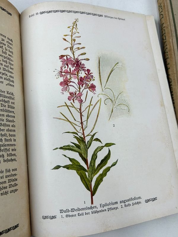 Libros de Botánica: Curso General Aplicado y Flora de la Patria - imagen 7