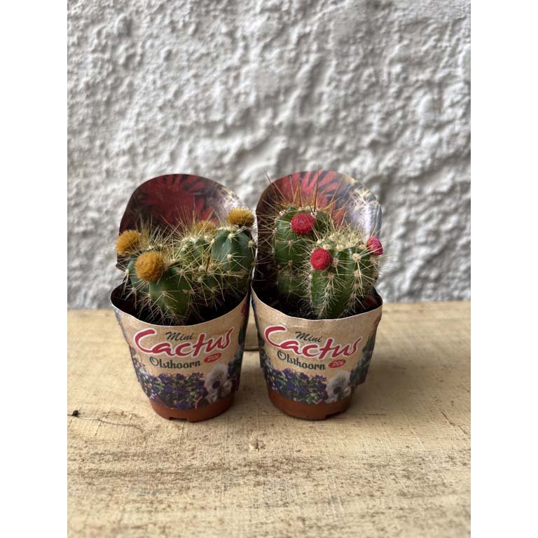 Item 2113551 - Image 0