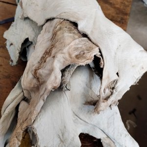 6 Cueros Enteros Crudos para Artesanías o Tapicería - imagen 3