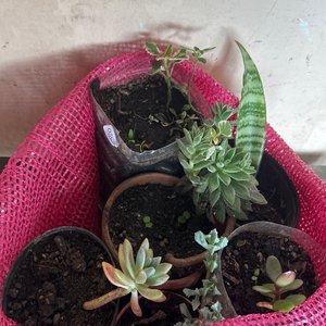 Lote anterior: Lote de Suculentas y Plantas Varias