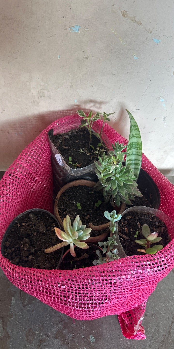 Lote de Suculentas y Plantas Varias