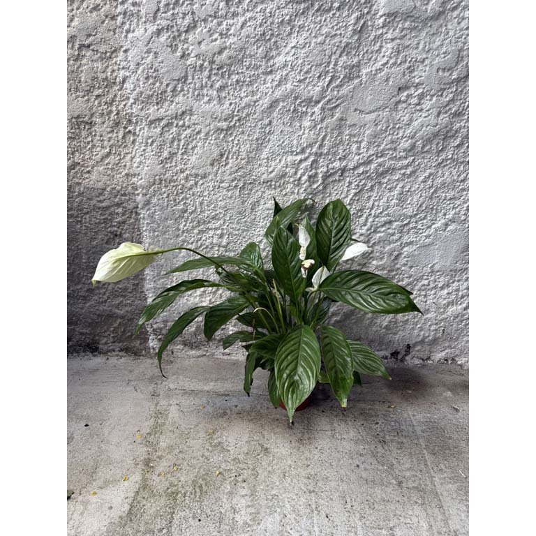 Item 2113572 - Image 0