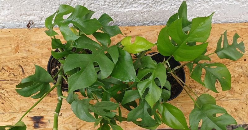 Monstera Plantas con Hojas Brillantes - imagen 2