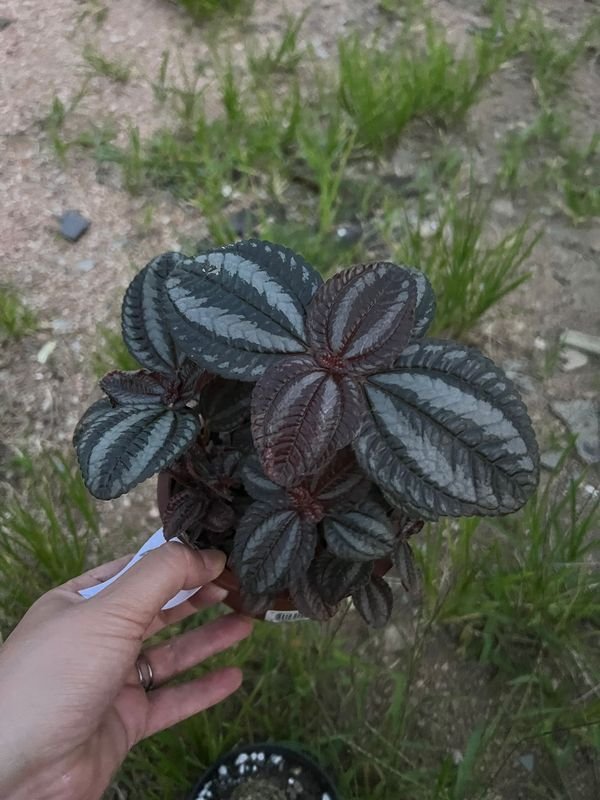 Pilea Involucrata - Planta con Hojas Verdes y Venas Visibles