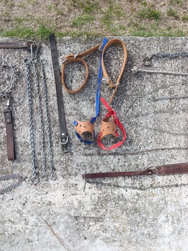 Collares y Cadenas para Perros - imagen 4