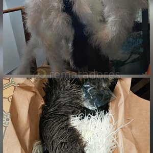 Lote siguiente: Lote de Plumas Decorativas Blancas y Negras