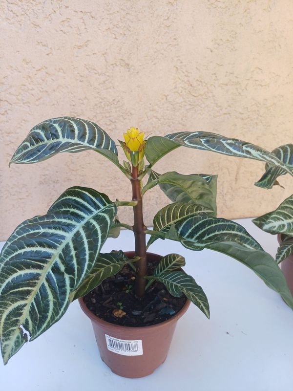 Item 875536 - Image 2