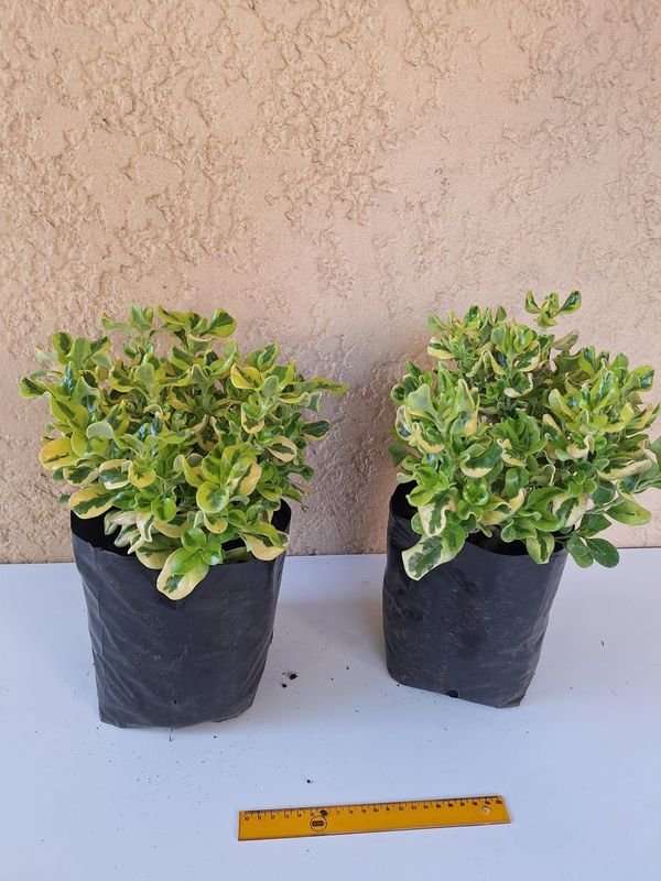 Item 870600 - Image 2