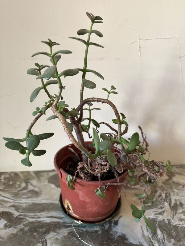 Item 894991 - Image 0