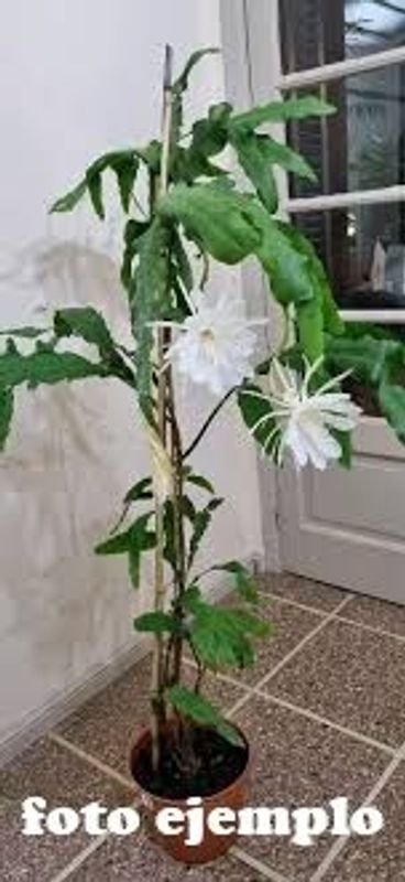 Cactus Ilusión de Novia o Reina de la Noche (Epiphyllum oxypetalum) - Planta Exótica - imagen 3