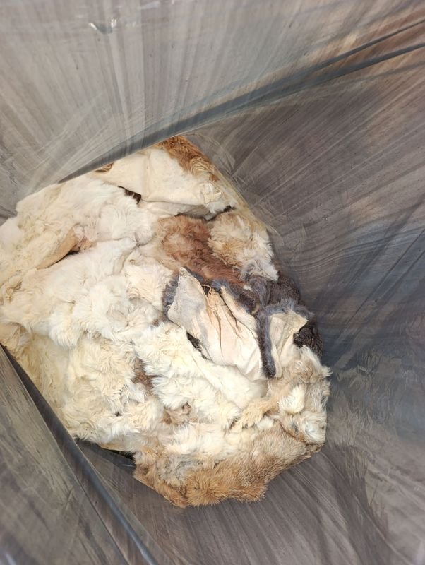 Pelajes de conejo para venta
