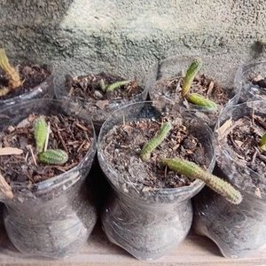 Cactus de Encaje (Mammillaria elongata) en Floración - imagen 3