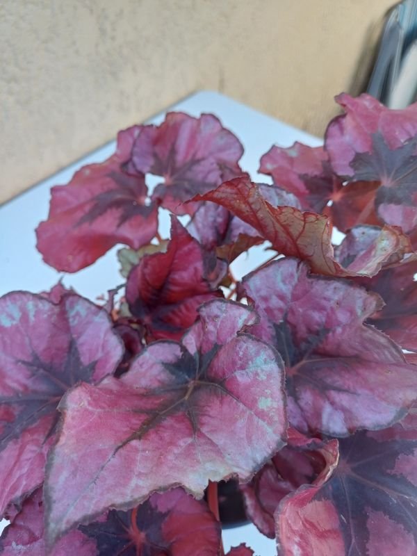 Begonias Rex en venta - Plantas exóticas y decorativas - imagen 5
