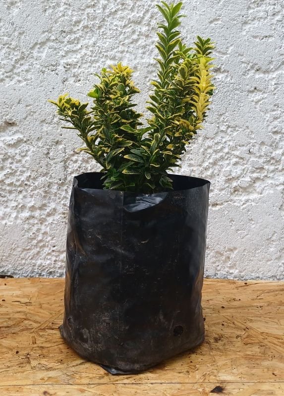 Planta en Maceta con Foliación Variegada - imagen 2