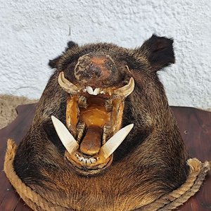 Cabeza de Jabalí Taxidermizada con Colmillos sobre Placa de Madera - imagen 13