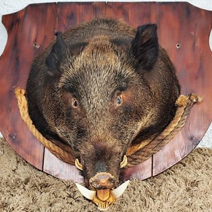 Cabeza de Jabalí Taxidermizada con Colmillos sobre Placa de Madera - imagen 2