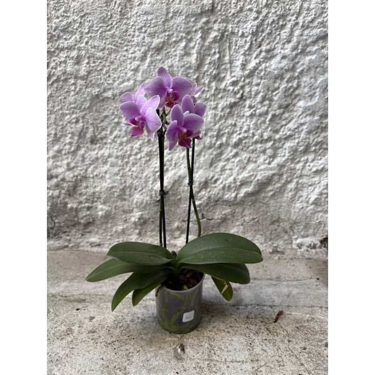 Item 2113566 - Image 0